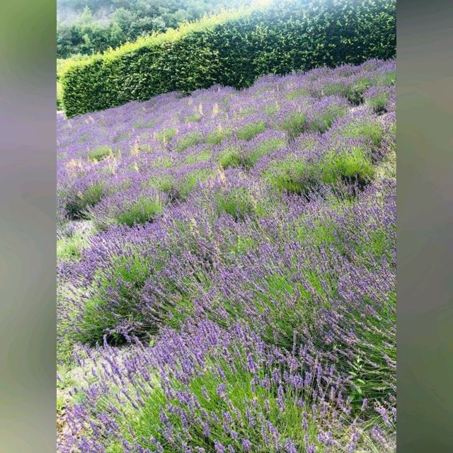 化腐朽為神奇～Eden Project @Cornwall