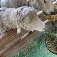 귀여운 양들이 가득🐑대관령 양떼목장