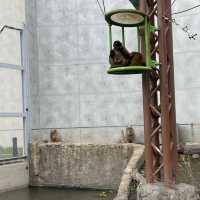 旭山動物園