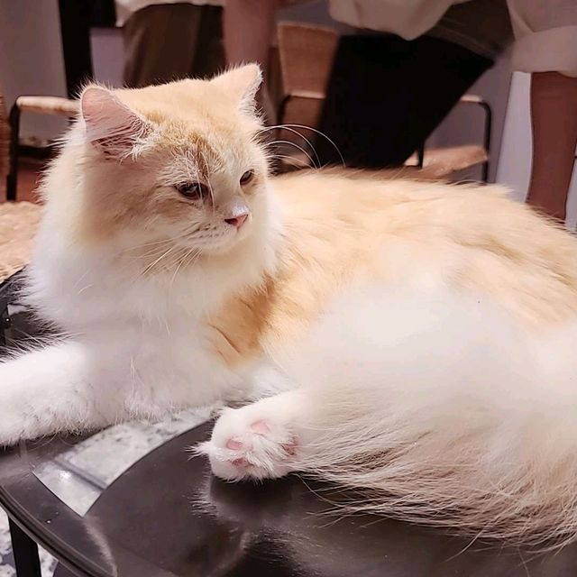 新竹招財咖啡~享受被萌貓包圍😻❤