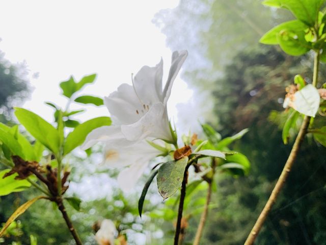 阿里山石棹步道群-雲之道