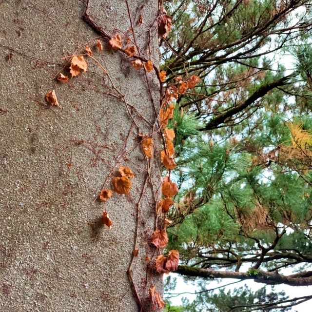 花蓮市區景點｜松園別館，視野超好又愜意