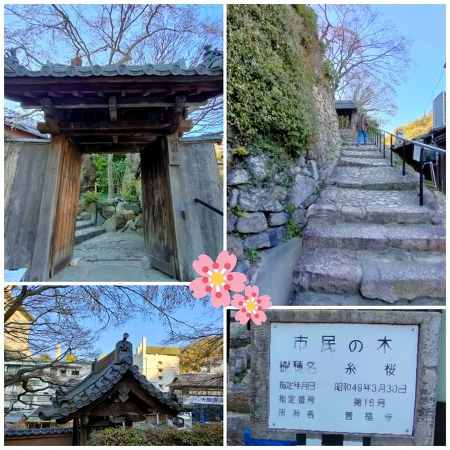 【兵庫 有馬温泉】見るべき桜🌸🌸🌸善福寺🌸🌸🌸