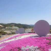 산청군 생초조각공원 꽃잔디축제🌼🌸🌺