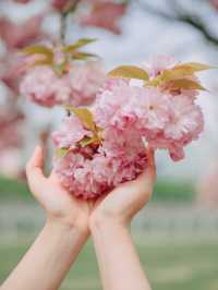 서울근교에서 겹벚꽃 보기 좋은 명소🌸