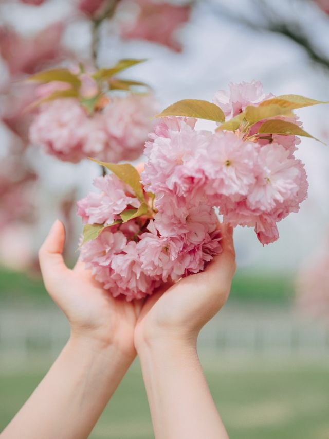 서울근교에서 겹벚꽃 보기 좋은 명소🌸