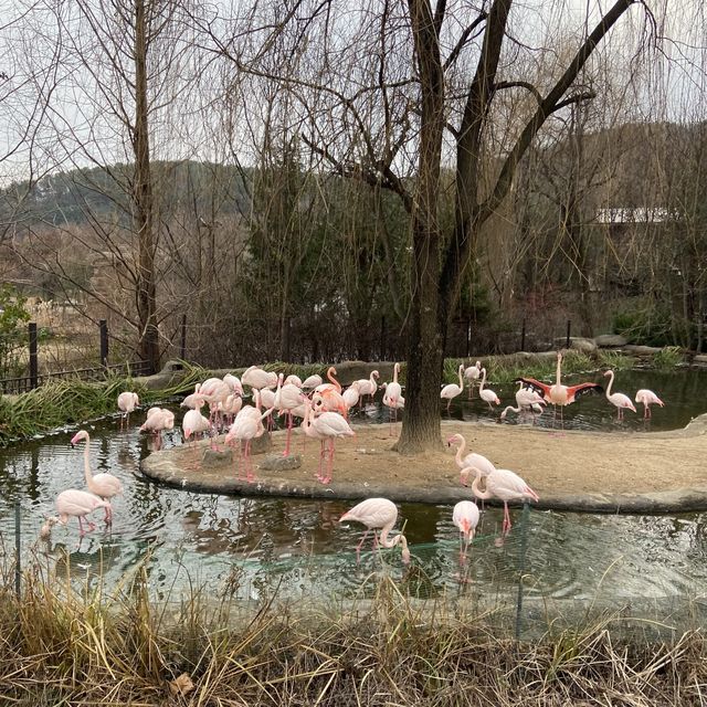 용인 에버랜드 사파리