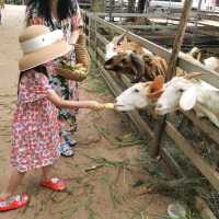 จิบกาแฟ ดูช้าง ที่มองช้างคาเฟ่ 🐘🐏🌳🌿🍂🍃