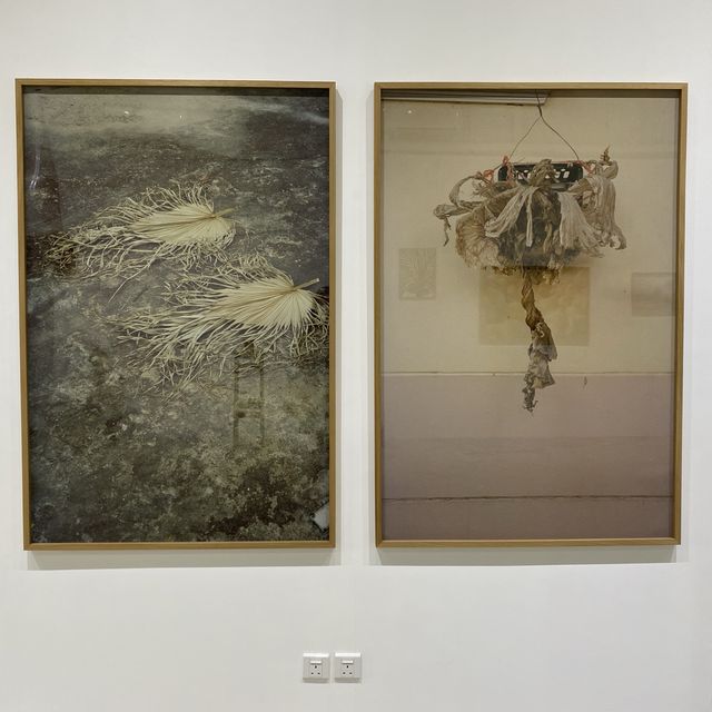 土沉香樹展覽 🌳 