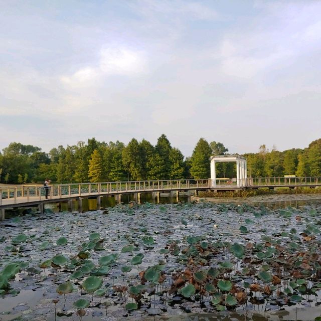 👣We we 娃嘩@Wetland 濕地公園遊🐊