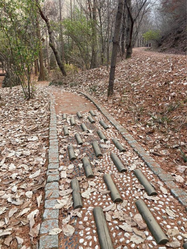 대전 단풍여행 명소