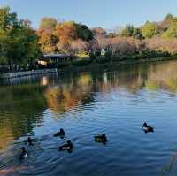 【三ツ池公園】横浜