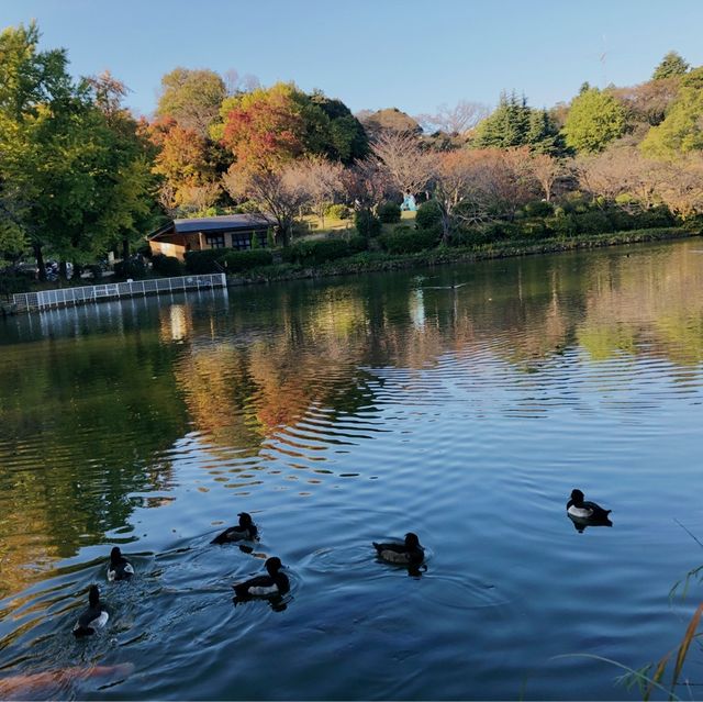 【三ツ池公園】横浜