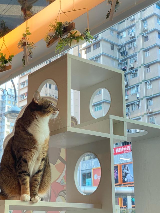 貓貓Cafe