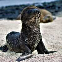 【ガラパゴス諸島】動物好きにはたまらない島！