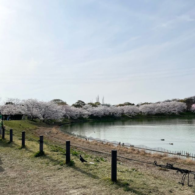 【花博記念公園 鶴見緑地】桜満開🌸🌸🌸