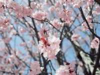 花的季節｜北海道賞花旅