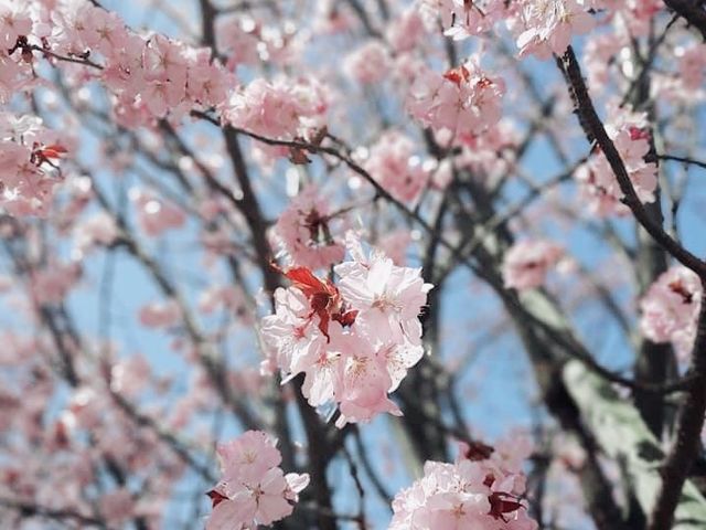 花的季節｜北海道賞花旅