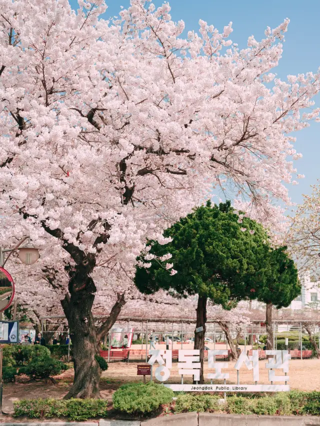 벚꽃 명소 정독도서관💜