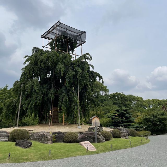 京都の五重塔といったらココ東寺