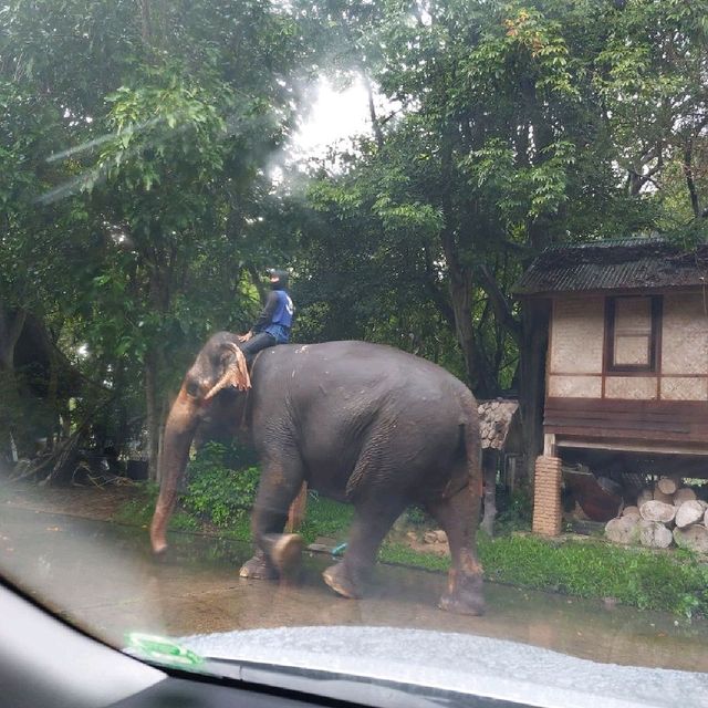 태국 북쪽 카오야이 여행 코끼리타고 카오야이 정글 둘러보기 🐘 