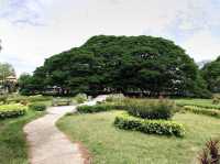 ต้นจามจุรียักษ์ 🌳👹😃🫶🏻😍💗📍🔝