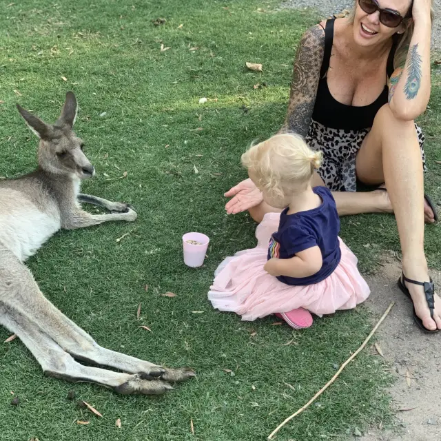 Aussie Wildlife