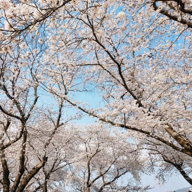Cherry Blossoms at Seoak-dong, Gyeongju
