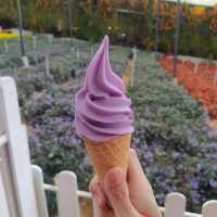 Have you tasted the lavender ice cream?