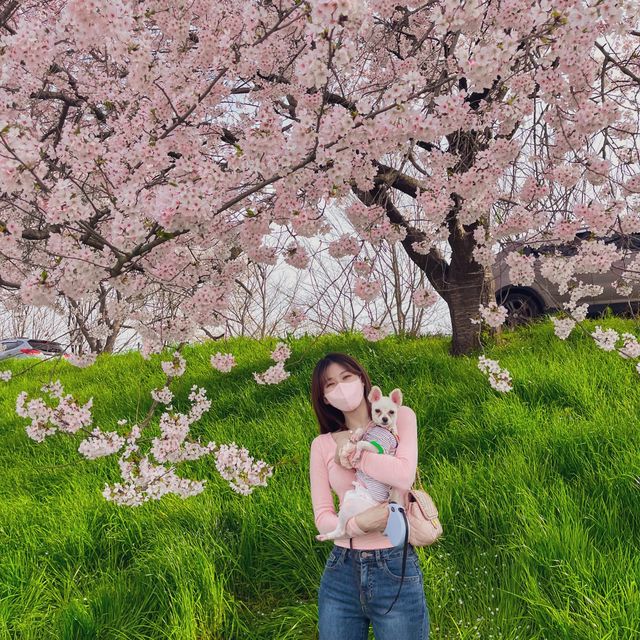 봄 여름 가을 겨울 전부 아름다운 “전주천 산책길“🏞️