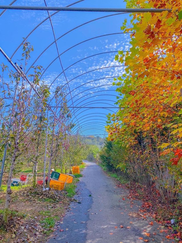 포천 이색 데이트코스 추천 🍎사과깡패