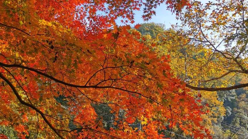 A hidden autumn paradise near Osaka / Kyoto
