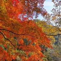A hidden autumn paradise near Osaka / Kyoto