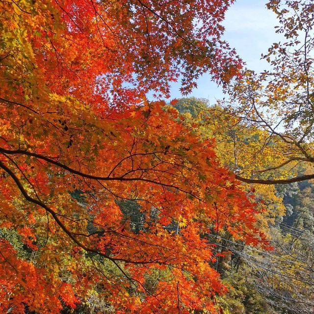 A hidden autumn paradise near Osaka / Kyoto