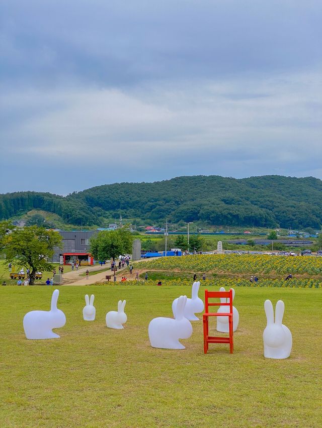 지금 가보기 좋은 연천 호로고루 해바라기 명소🌻