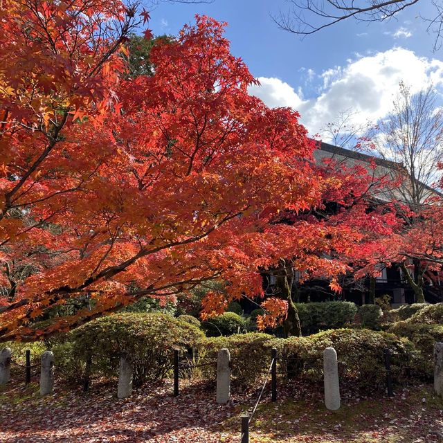 免費賞楓秘境 – 真正極樂寺 (真如堂)