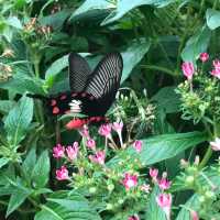 Butterfly Park within Changi Airport T3 SG