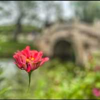 Flower spotting in Hanxiang Water Garden 🪴 