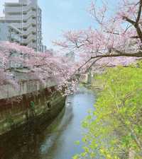 Tokyo Edogawa Bridge Cherry Blossoms 🌸