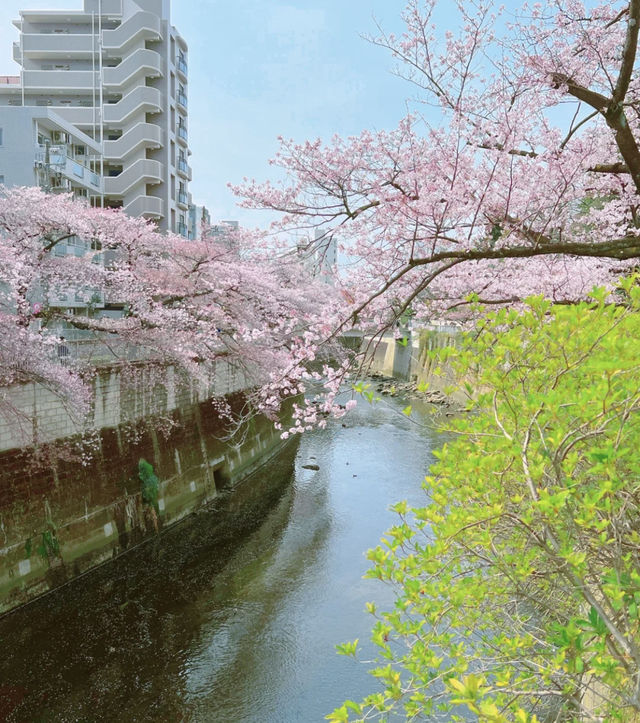 Tokyo Edogawa Bridge Cherry Blossoms 🌸