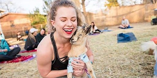 Goat Yoga Fort Worth! | Heritage Sands Volleyball Courts