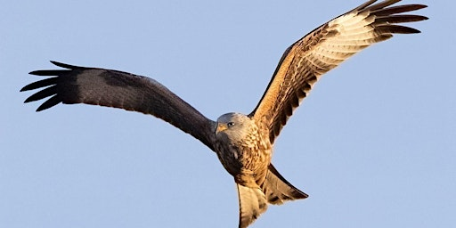Wildlife Photography for Beginners at Ripon City Wetlands | Ripon City Wetlands - YWT