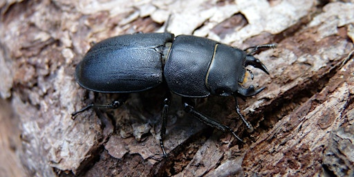 Children’s Activity – Minibeast hunt and woodland games | Stover Country Park