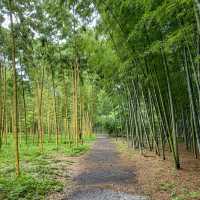 若竹の杜 若山農場 🎋