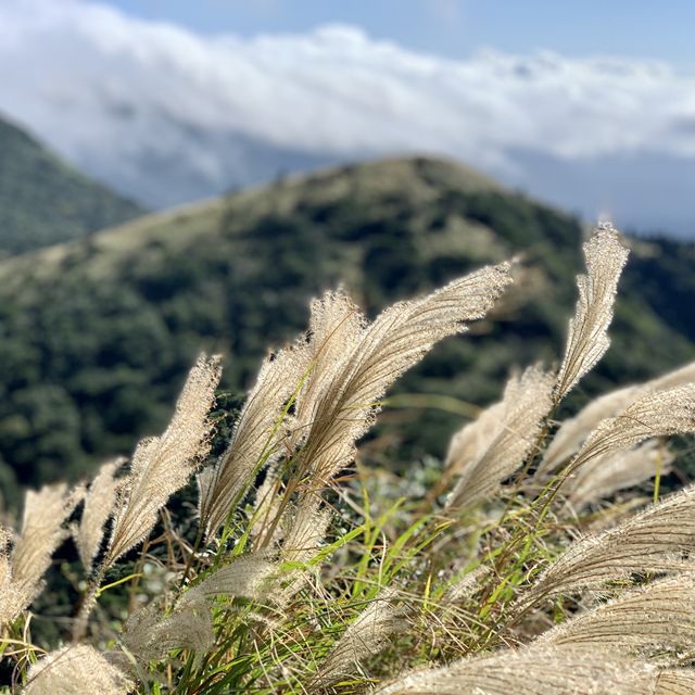 台北大屯群峰步道+季節限定芒草景觀｜主、南、西峰連走大挑戰，我完勝了！