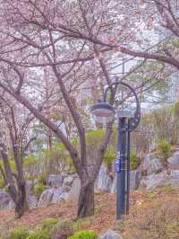 서울 벚꽃 명소 추천, 잠실 석촌호수