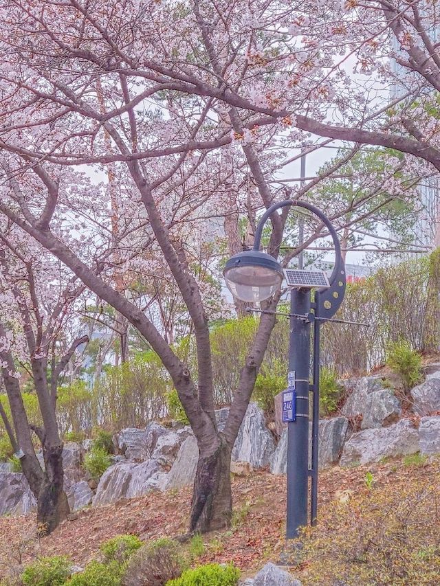 서울 벚꽃 명소 추천, 잠실 석촌호수