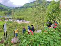 BOH TEA CENTRE, CAMERON HIGHLANDS !! 🍃