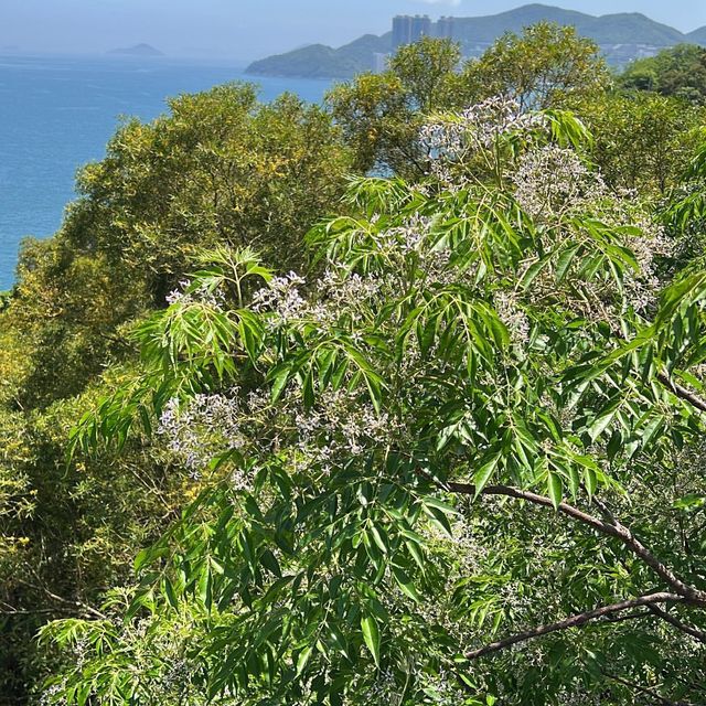 油塘調景嶺魔鬼山輕鬆遊