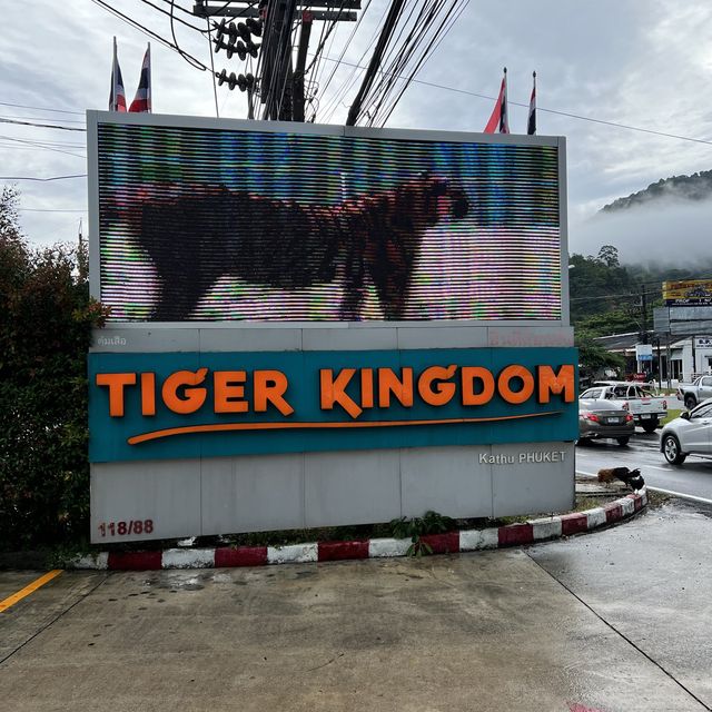日本では経験できない、トラと写真が撮れるタイガーキングダム